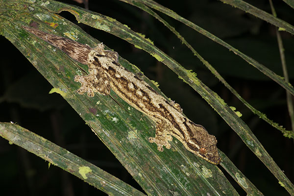 Southern Turnip-tailed Gecko (Thecadactylus solimoensis)