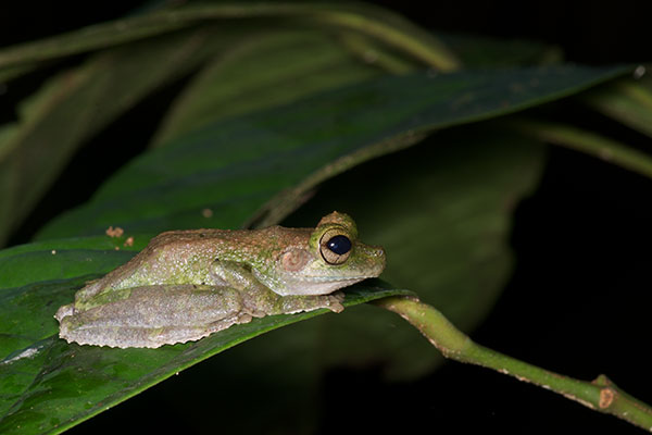 Buckley’s Slender-legged Treefrog (Osteocephalus buckleyi)