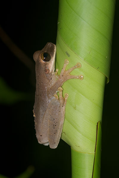 Yasuni Broad-headed Treefrog (Osteocephalus yasuni)