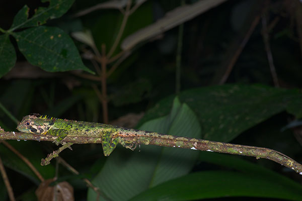 Olive Tree Runner (Plica umbra ochrocollaris)