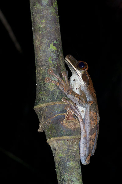 Flat-headed Bromeliad Treefrog (Osteocephalus planiceps)