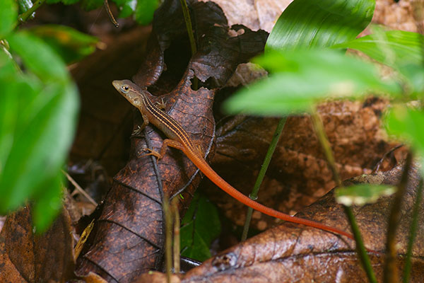 Black-striped Forest Lizard (Cercosaura ocellata bassleri)