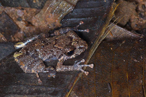 Carabaya Rain Frog (Pristimantis ockendeni)