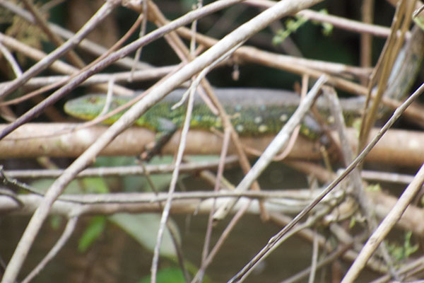 Crocodile Tegu (Crocodilurus amazonicus)