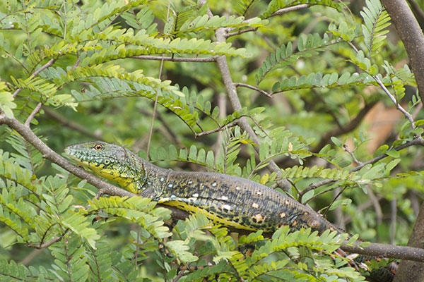 Crocodile Tegu (Crocodilurus amazonicus)