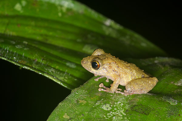 Santa Cecilia Robber Frog (Pristimantis croceoinguinis)