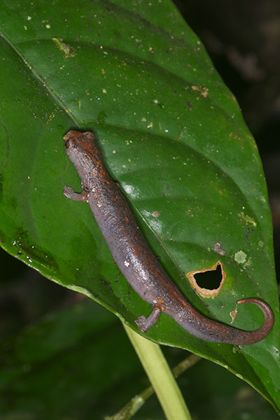 Peruvian Climbing Salamander (Bolitoglossa peruviana)