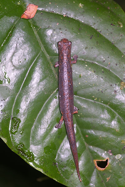 Peruvian Climbing Salamander (Bolitoglossa peruviana)