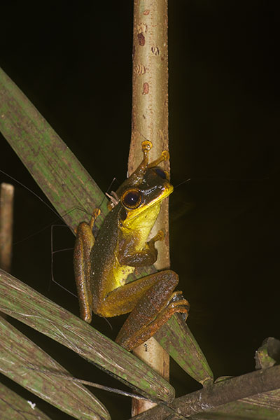 Yasuni Broad-headed Treefrog (Osteocephalus yasuni)