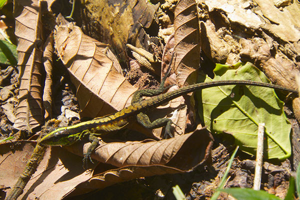 Forest Whiptail (Kentropyx pelviceps)