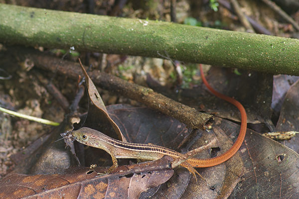 Black-striped Forest Lizard (Cercosaura ocellata bassleri)