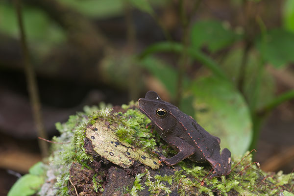 Crested Forest Toad (Rhinella "margaritifera")