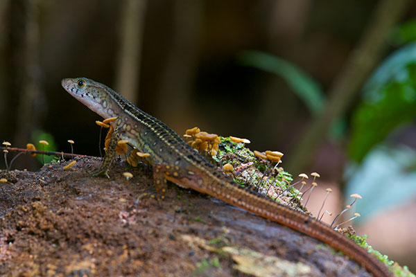 Black-striped Forest Lizard (Cercosaura ocellata bassleri)