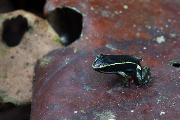 Pale-striped Poison Frog (Ameerega hahneli)