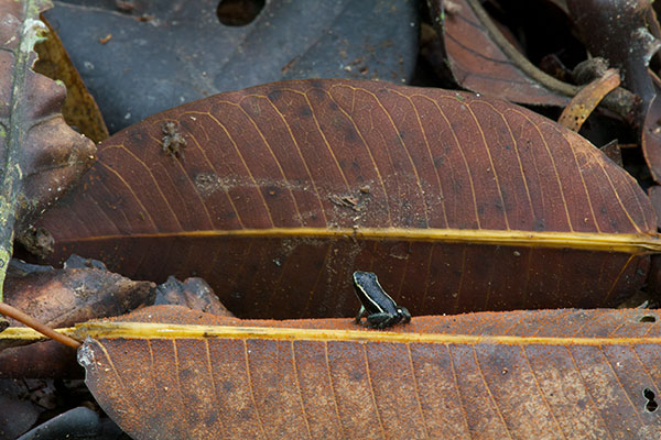 Pale-striped Poison Frog (Ameerega hahneli)