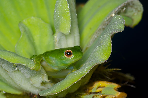 Spotted Hatchet-faced Treefrog (Sphaenorhynchus dorisae)