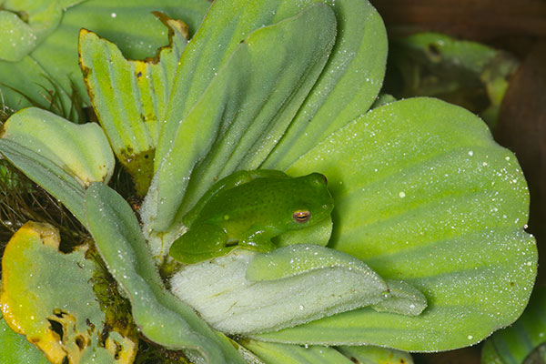 Spotted Hatchet-faced Treefrog (Sphaenorhynchus dorisae)