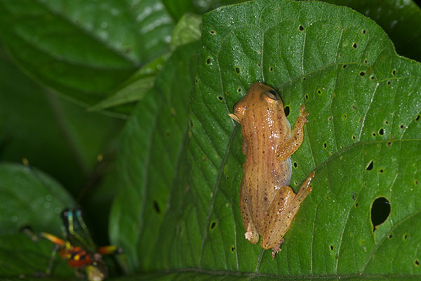 Many-lined Treefrog (Dendropsophus haraldschultzi)