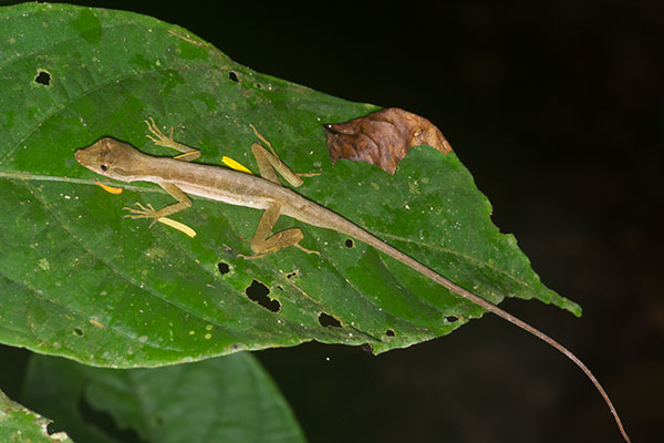 Common Forest Anole (Anolis trachyderma)