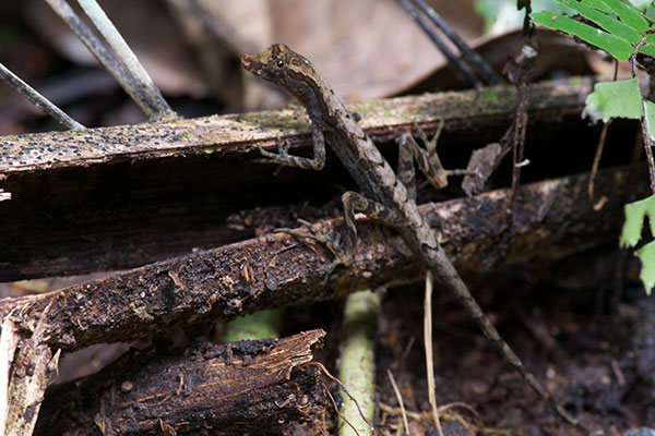 Common Forest Anole (Anolis trachyderma)