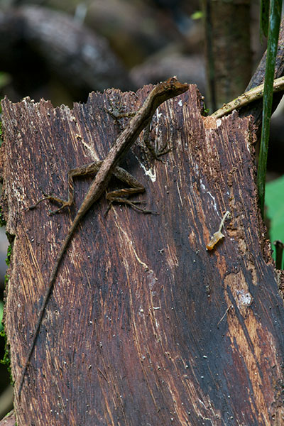 Common Forest Anole (Anolis trachyderma)