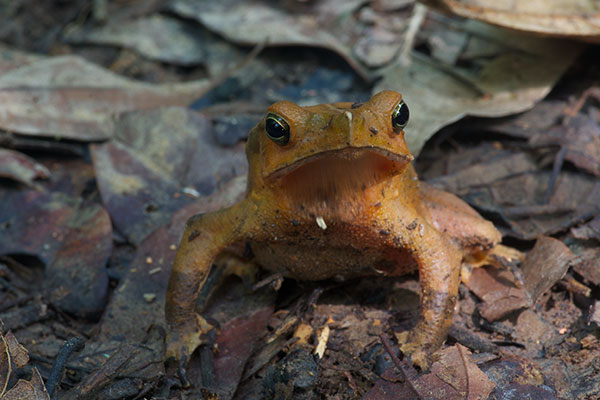 Sharp-nosed Toad (Rhinella dapsilis)