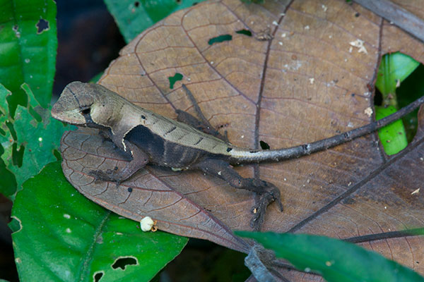 Western Leaf Lizard (Stenocercus fimbriatus)