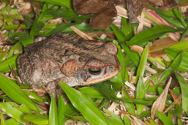 Cane Toad (Rhinella marina)