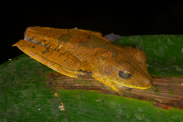 Map Treefrog (Boana geographica)