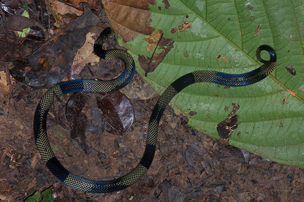 Sooty Coral Snake (Micrurus putumayensis)