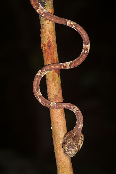 Common Blunt-headed Tree Snake (Imantodes cenchoa)