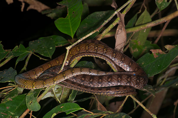 Tawny Forest Racer (Dendrophidion dendrophis)