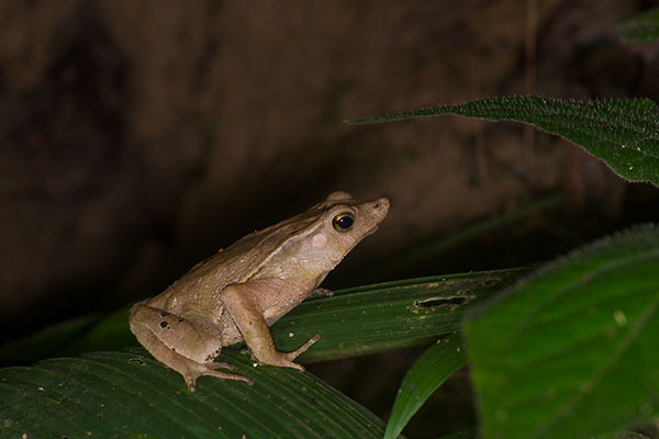 Sharp-nosed Toad (Rhinella dapsilis)