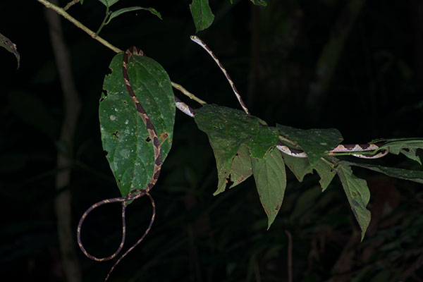 Common Blunt-headed Tree Snake (Imantodes cenchoa)