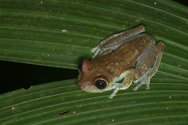 Nymph Treefrog (Boana nympha)