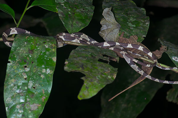 Common Blunt-headed Tree Snake (Imantodes cenchoa)