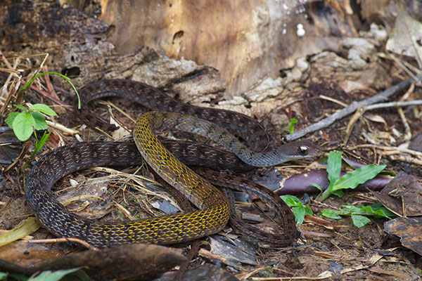 Tawny Forest Racer (Dendrophidion dendrophis)