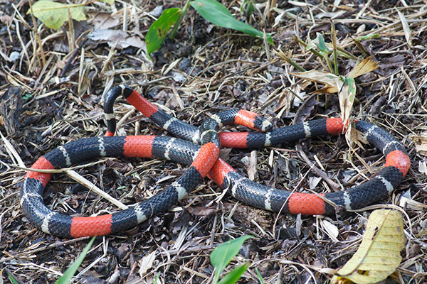 Western Ribbon Coral Snake (Micrurus lemniscatus helleri)