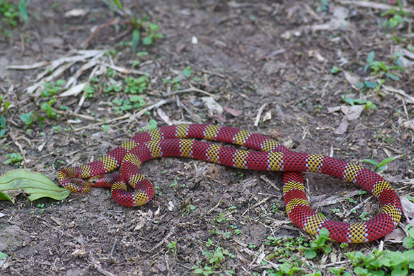 Langsdorff’s Coral Snake (Micrurus langsdorffi)