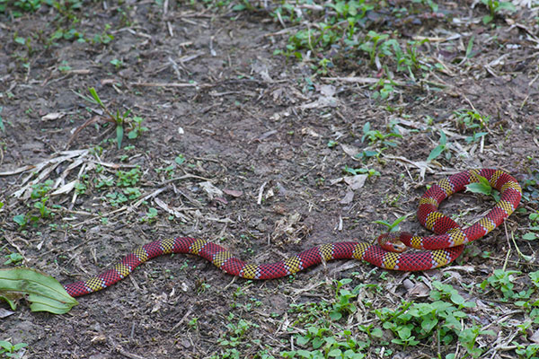 Langsdorff’s Coral Snake (Micrurus langsdorffi)