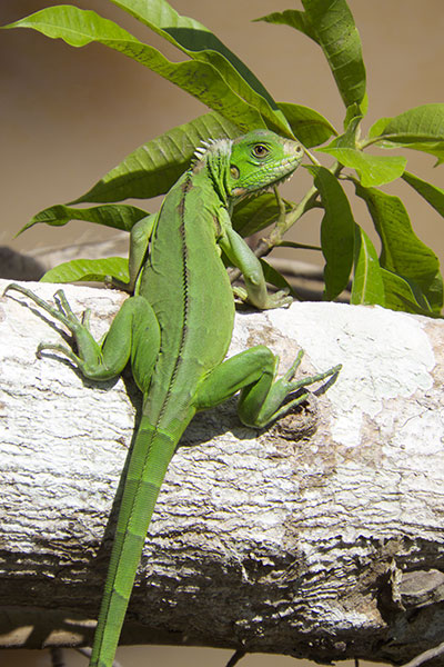 Green Iguana (Iguana iguana)