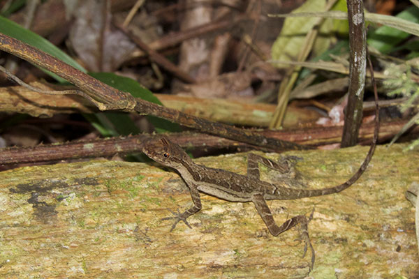 Common Forest Anole (Anolis trachyderma)