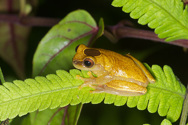 Variable Clown Treefrog (Dendropsophus triangulum)