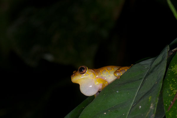 Variable Clown Treefrog (Dendropsophus triangulum)