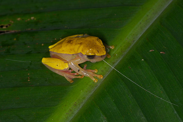 Variable Clown Treefrog (Dendropsophus triangulum)