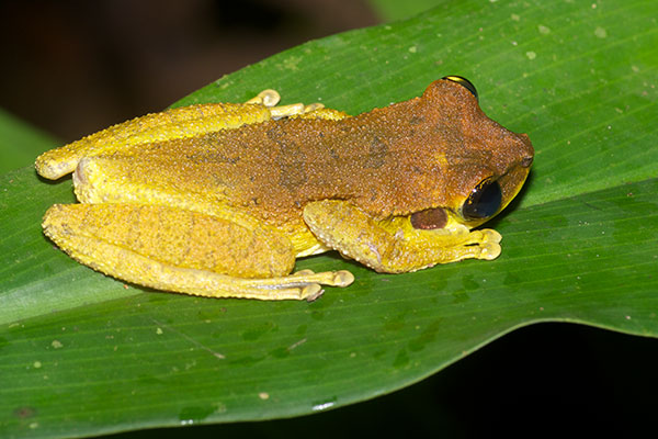 Yasuni Broad-headed Treefrog (Osteocephalus yasuni)