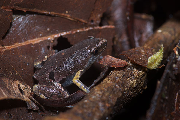 Bassler’s Humming Frog (Chiasmocleis bassleri)