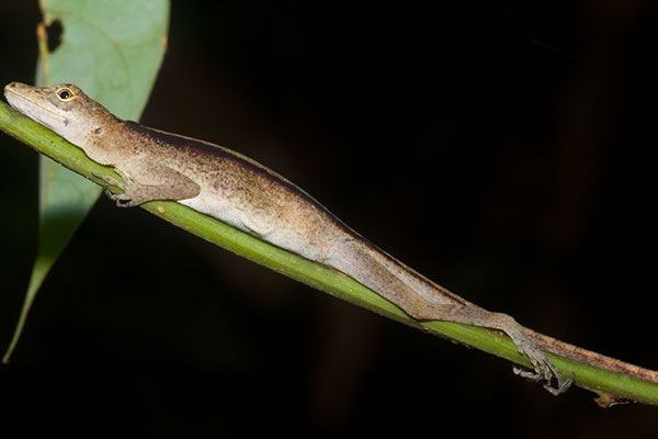 Brown-eared Anole (Anolis fuscoauratus)