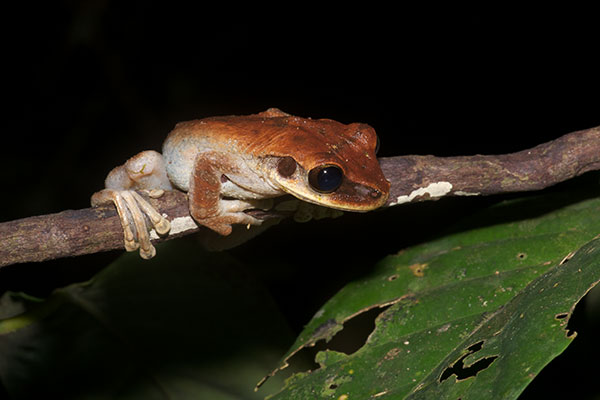 Yasuni Broad-headed Treefrog (Osteocephalus yasuni)