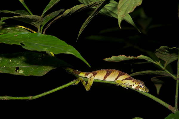 Banded Tree Anole (Anolis transversalis)